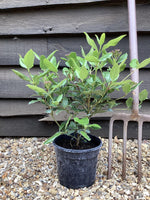 Viburnum tinus 'Gwenllian' - 40-60cm, 2lt