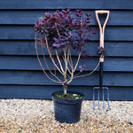 Cotinus coggygria 'Royal Purple' - Height 80-100cm - 10lt