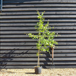 Aspen | Populus tremula - Height 200-220cm - 4-5 years old - Feathered - Very well rooted -Pot Grown - 12lt