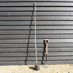 Wisteria floribunda 'Black Dragon' - Cane - Height 150-200cm - 3lt
