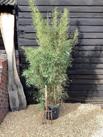 Fargesia angustissima | Narrow leaf bamboo - 210-220cm, 30lt