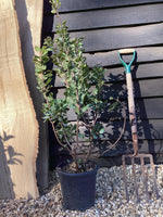 Cotinus coggygria Smokey Joe | Smoke tree ‘Smokey Joe’ - 30-50cm, 10lt
