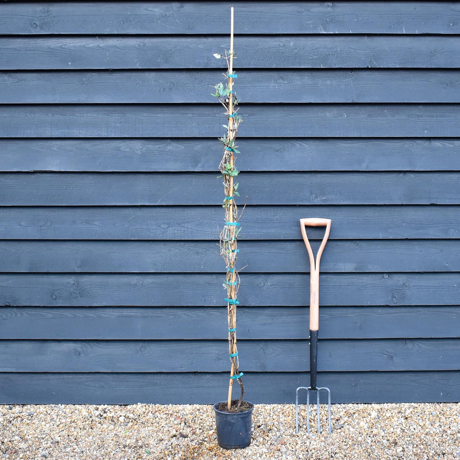 Lonicera x heckrottii 'Gold Flame' - Height 120-140cm - 10lt