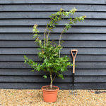 Acer palmatum 'Osakazuki' | Japanese Maple - Bushy - 120-160cm - 18lt