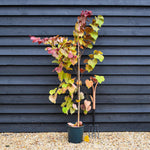Cercis canadensis 'Eternal Flame' | Redbud | Judas trees - Height 190-210cm - Bushy - 12lt