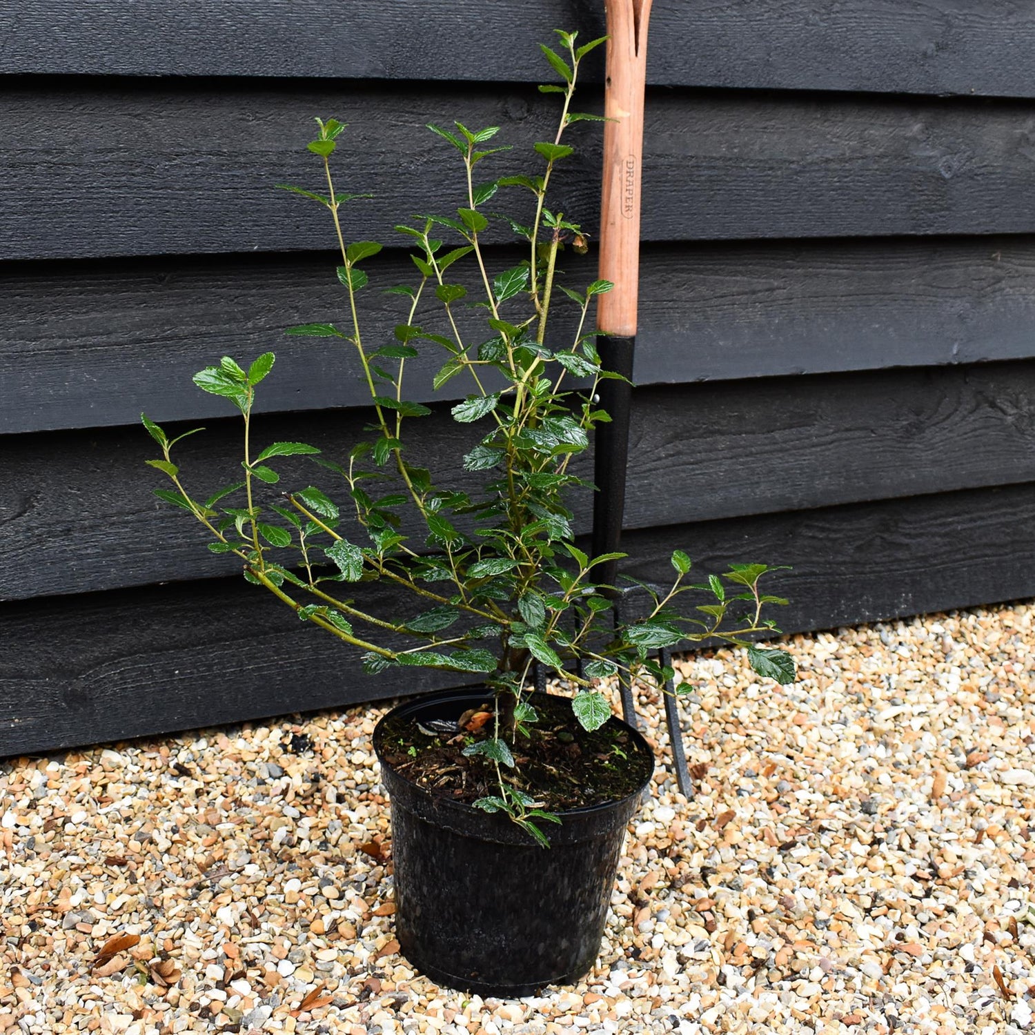 Ceanothus Autumnal Blue | Californian lilac ‘Autumnal Blue' - Height 50-60cm, 5lt
