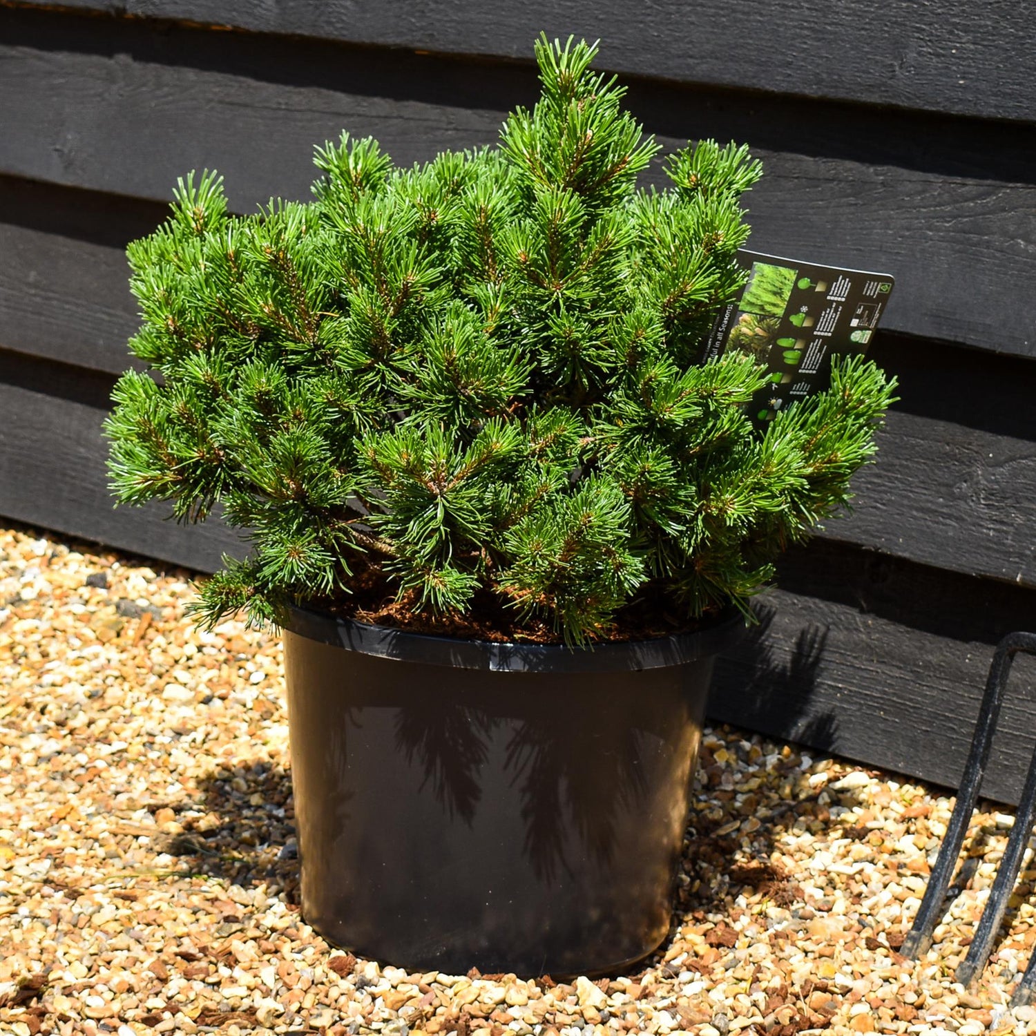 Pinus mugo 'Pumuckel' | Dwarf mountain pine -  Width 40-50cm Height 30-40cm - 12lt