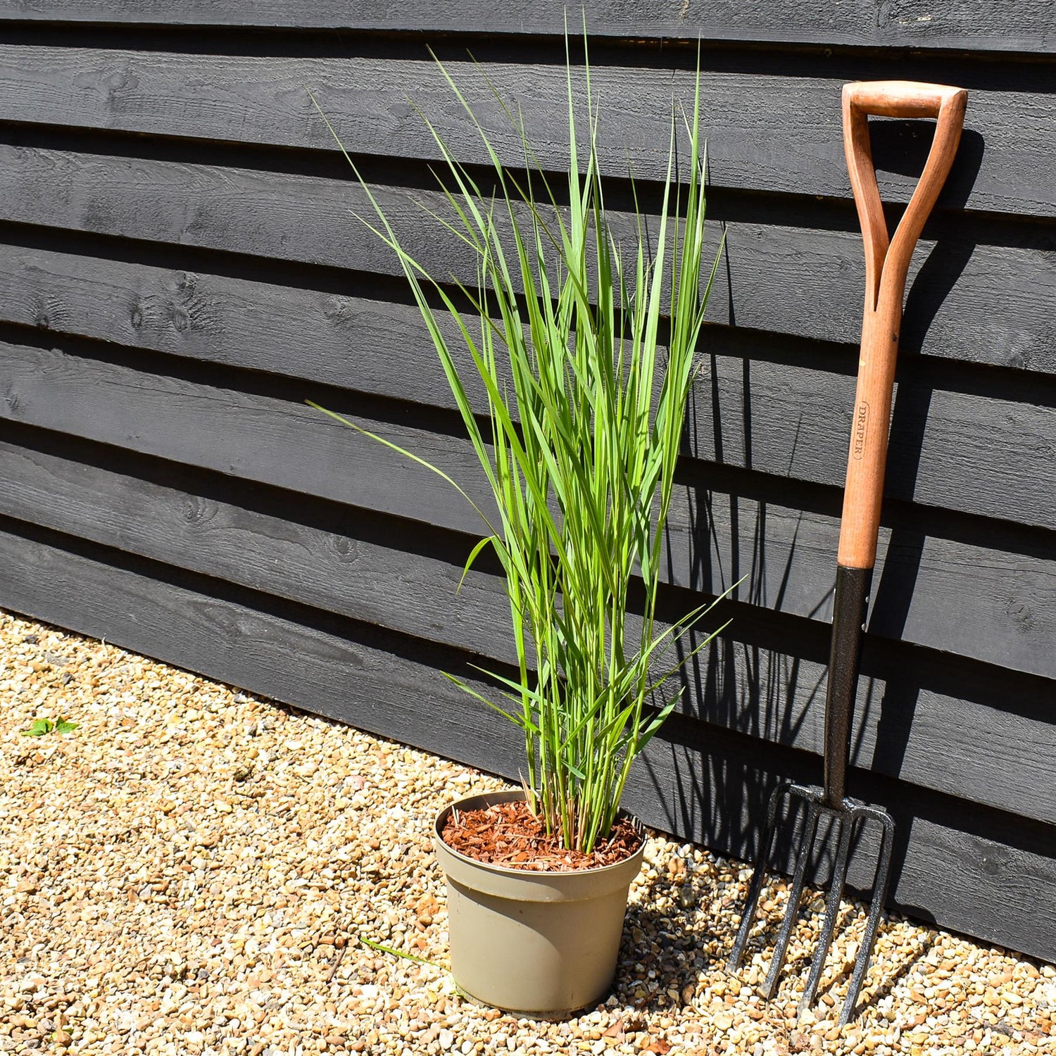 Panicum virgatum 'Northwind' - Grass - Herbaceous Perennial - Height 70-80cm - 6.5lt