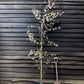 Betula Royal Frost| Purple leafed Birch - 240-260cm, 10lt