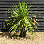 Cordyline australis (cabbage palm) - MultiStem - Height 140-160cm - 25lt