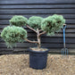 Juniperus chinensis 'Glauca' - Bonsai - Height 120cm - Width 150cm - 55lt