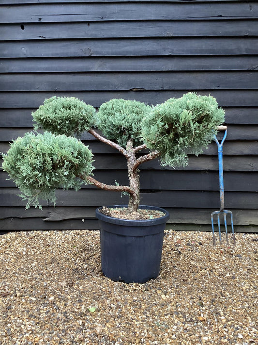 Juniperus chinensis 'Glauca' - Bonsai - Height 120cm - Width 150cm - 55lt