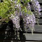 Wisteria sinensis | Chinese wisteria - 170-180cm - 10cm - Clear Stem - 20lt