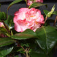 Camellia japonica 'Nuccio's Jewel' - 60-70cm - 12lt