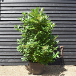 Cherry Laurel | Prunus Laurocerasus Rotundifolia - Height 220-250cm - Width 120-150cm - Pot Grown - 110-130lt