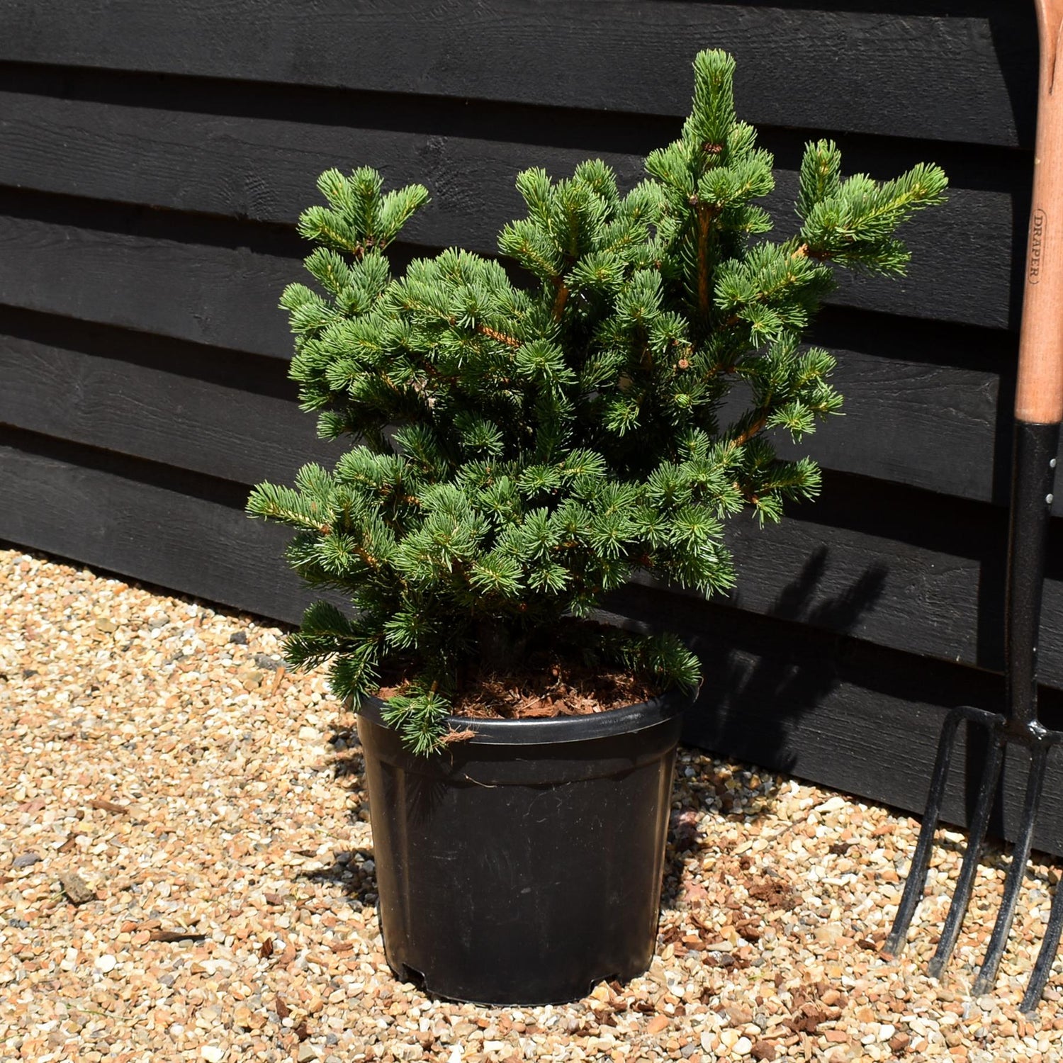 Picea pungens 'Lucky Strike' - Height 50-60cm - Width 50-60cm - 15lt