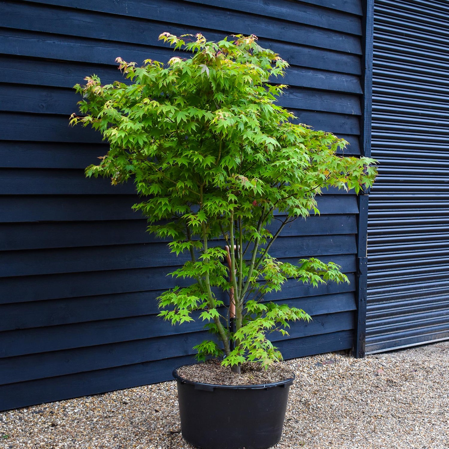 Japanese maple 'Osakazuki' | Acer palmatum 'Osakazuki' -  Bushy - Height 180-200cm - 90lt
