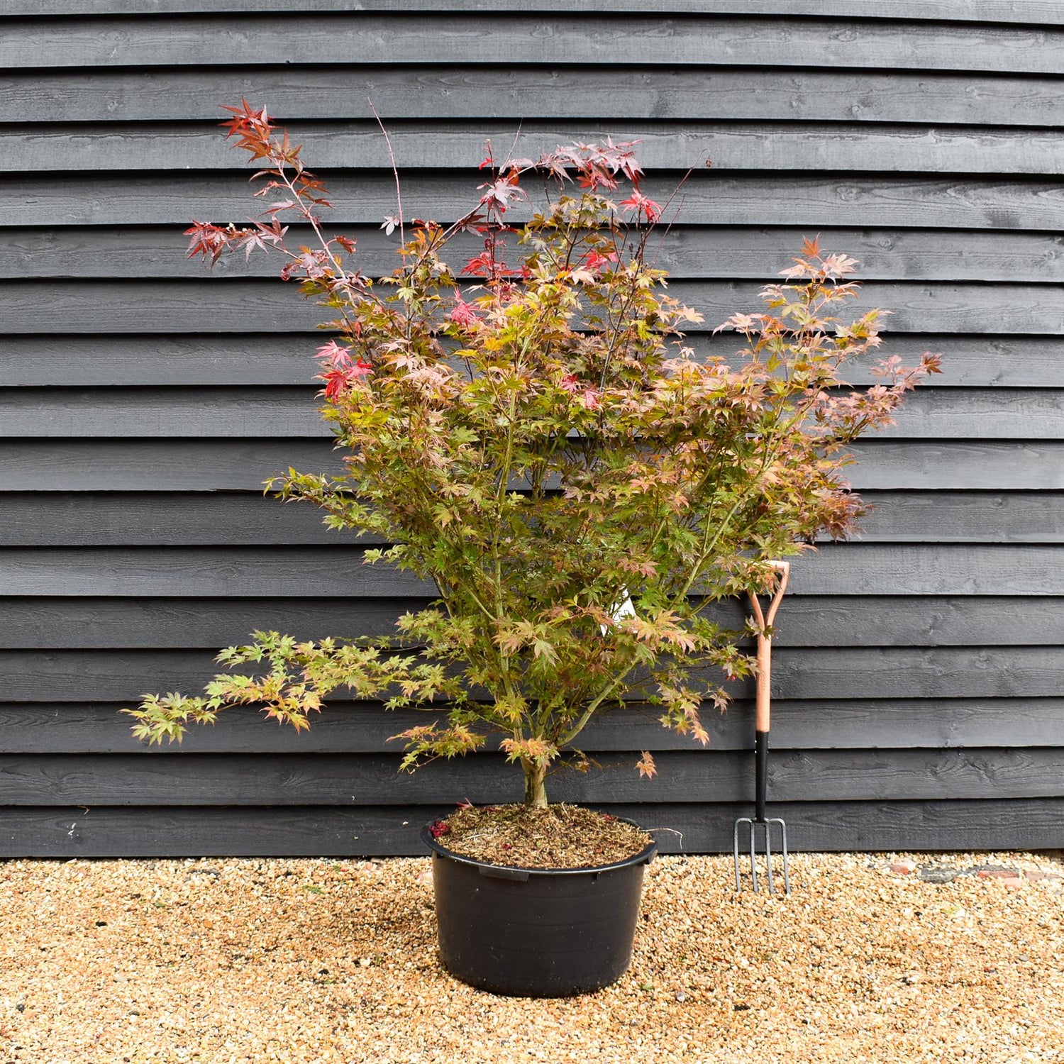 Japanese maple | Acer palmatum 'Atropurpureum' - Bushy - Height 150-180cm - 65lt
