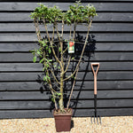 Malus Communis - 'Elstar' - Apple Tree - Espalier - Height 140-150cm - 15lt