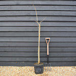 Albizia Julibrissin Summer Chocolate | Silk Tree - Height 140-150cm - 15lt