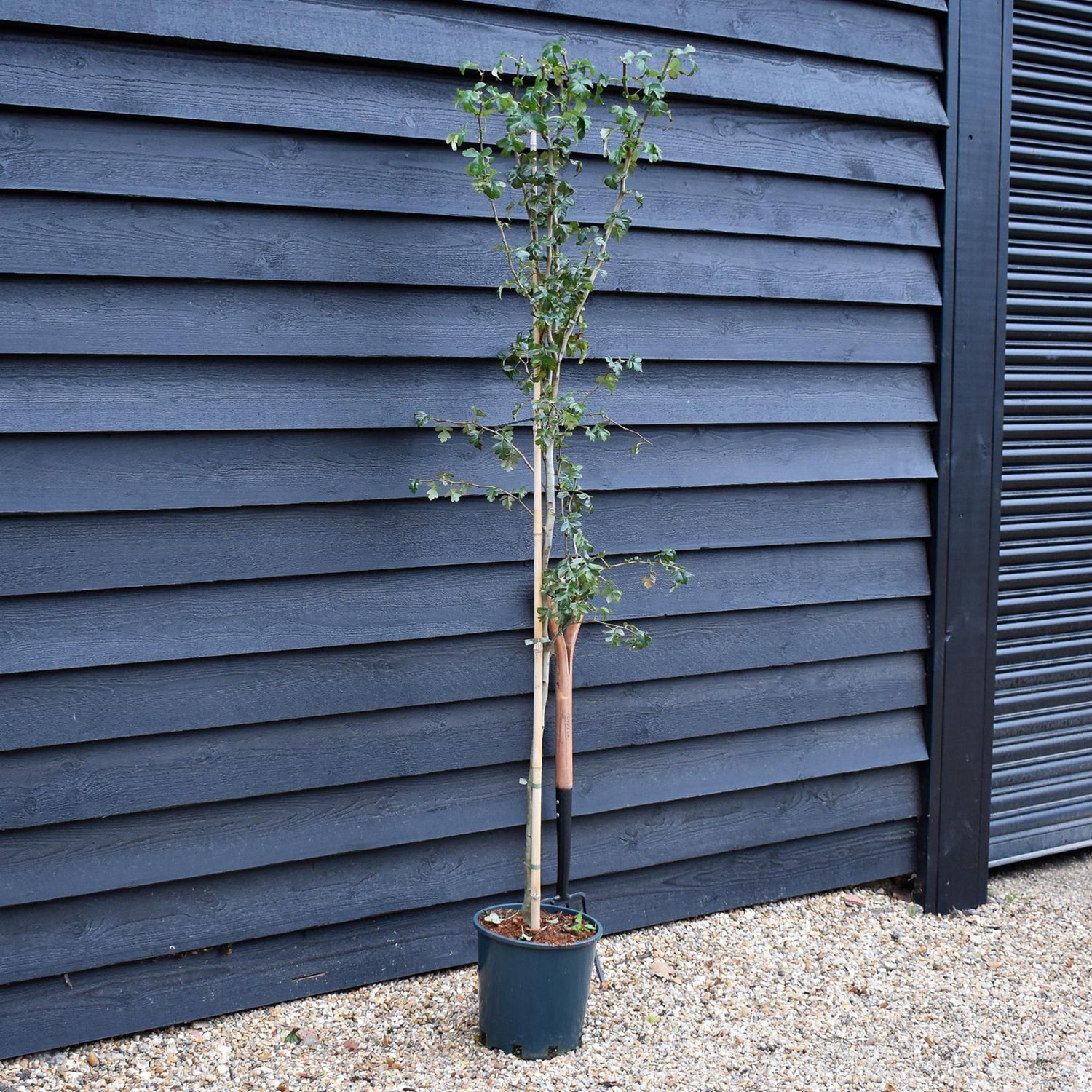 Crataegus Laevigata 'Rosea Flore Pleno' - Height170-190cm - 12lt
