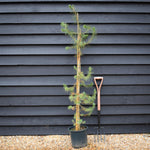 Pinus halepensis - Aleppo Pine - Height 90-120cm -12lt