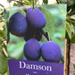 Damson 'Merryweather' | Prunus insititia - 150-160cm - 12lt