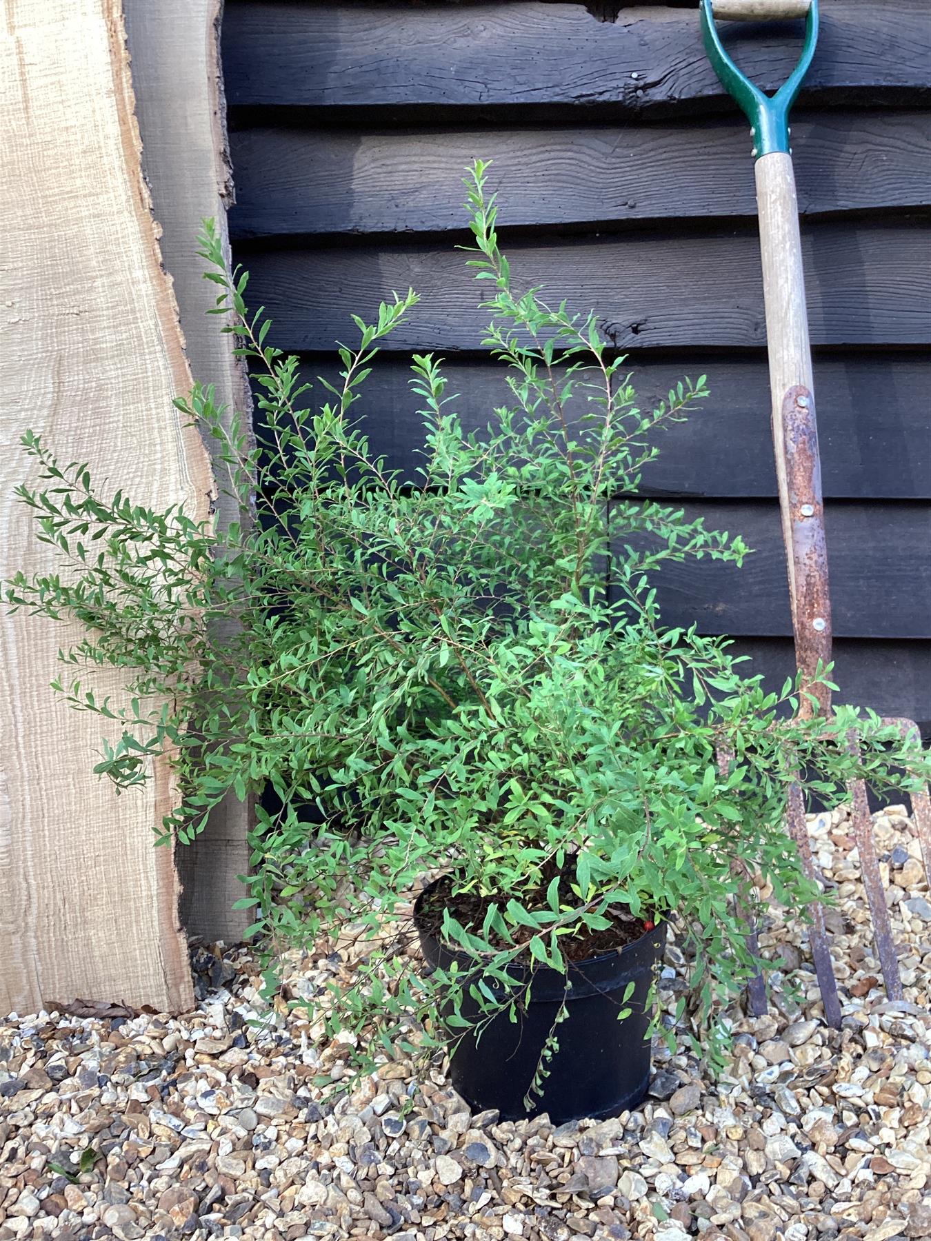 Spiraea 'Arguta' | Meadowsweets - 55-65cm, 2lt