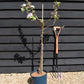 Apple tree 'Scrumptious' | Malus domestica - M26 - Dwarfing - 140-150cm - 10lt