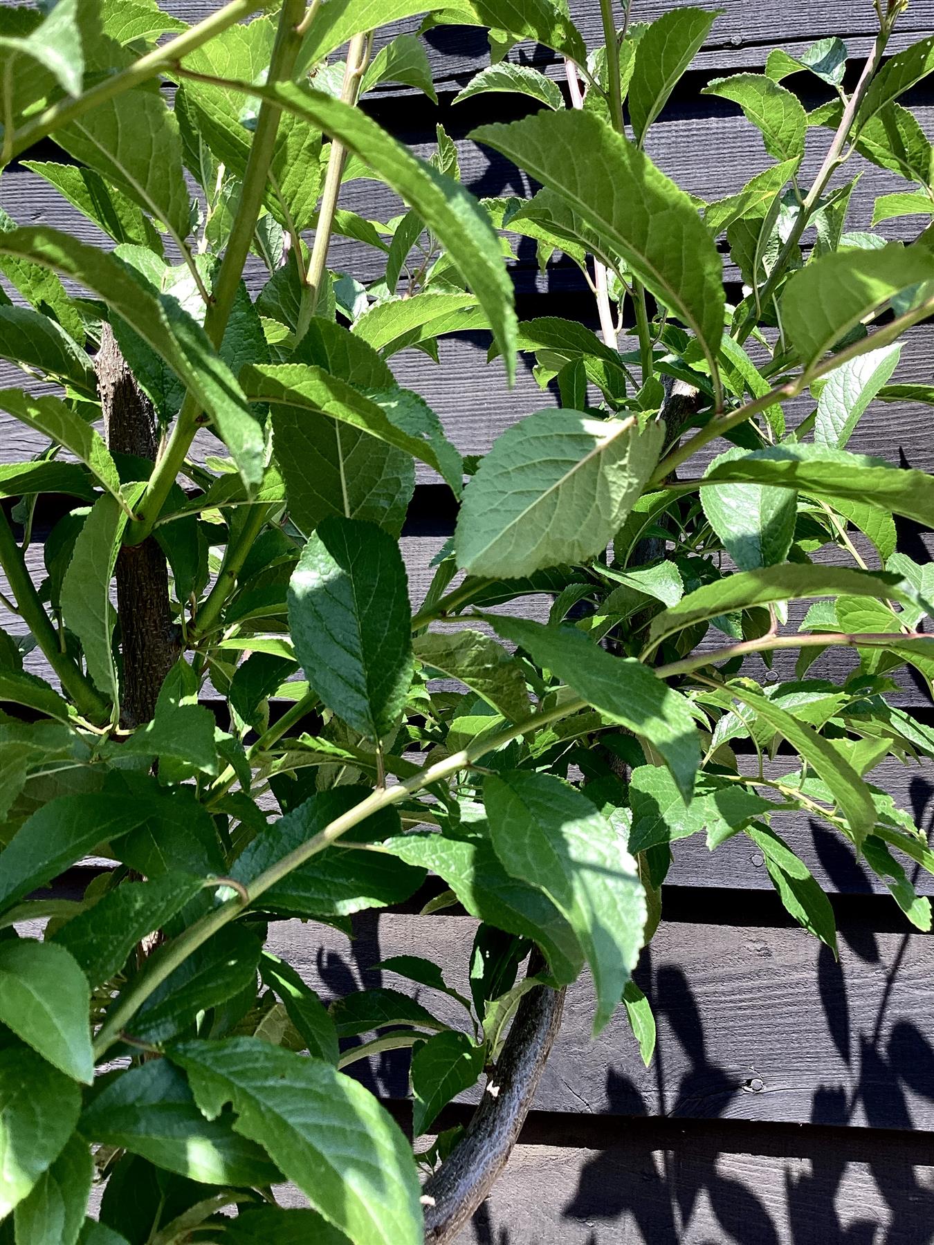 Plum tree Golden Japan | Prunus salicina - Girth 12-14cm - 170-180cm - 30lt