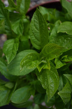 Hydrangea paniculata 'Phantom' 3lt