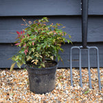 Nandina domestica Obsessed - Height 15-25cm - Bushy - 2lt