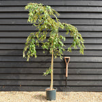 Prunus Marie Mallet | Weeping Cherry 'Marie Mallet' - 150-200cm - 10lt