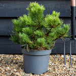 Pinus mugo 'Gnom' | Dwarf mountain pine - Height 30-35cm - 5lt
