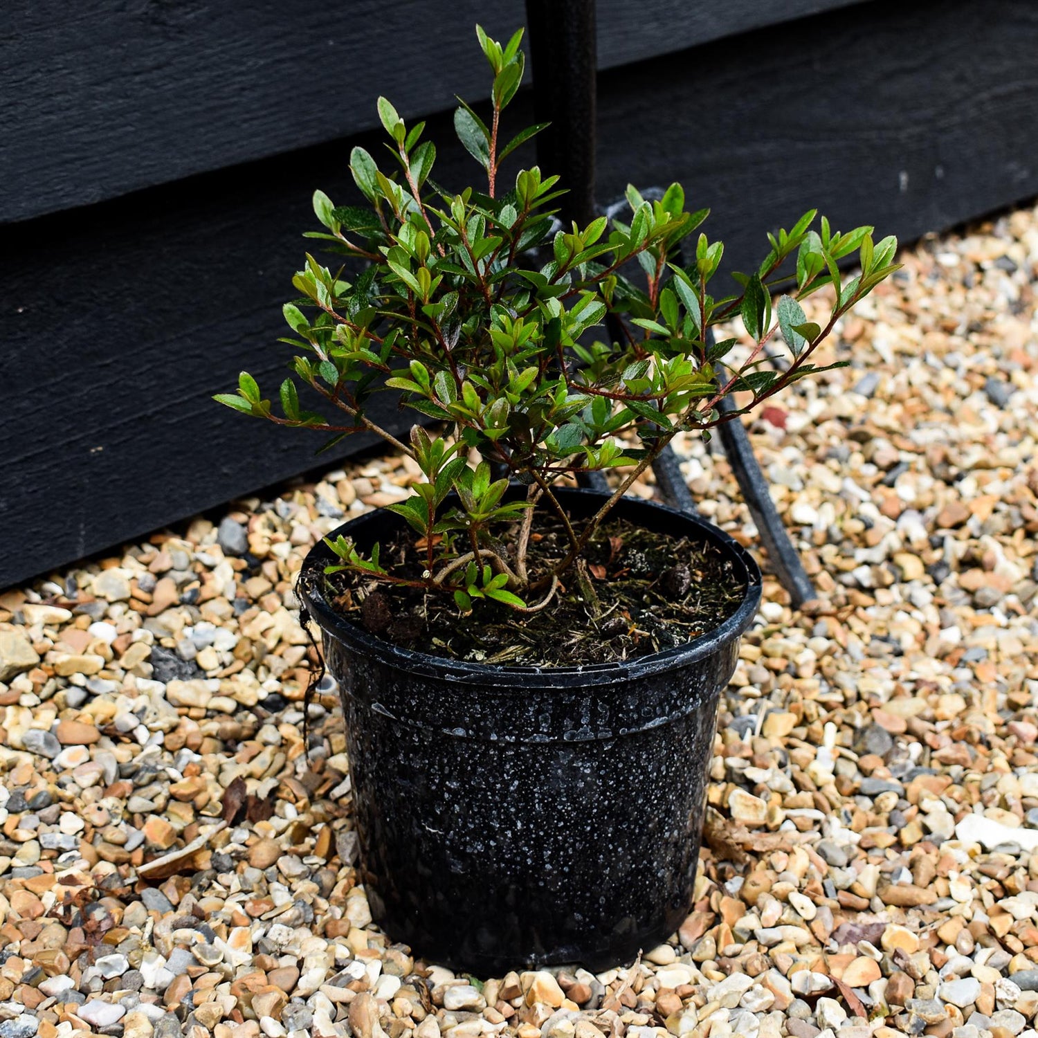 Azalea Japonica 'Amoena' - Height 18-25cm - Bushy - 2lt