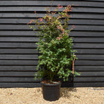 Japanese Maple | Acer palmatum 'Oridono Nishiki' - Height 200-230cm - 55lt