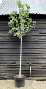 Magnolia Yellow River - 18cm - 420-430cm - 110lt