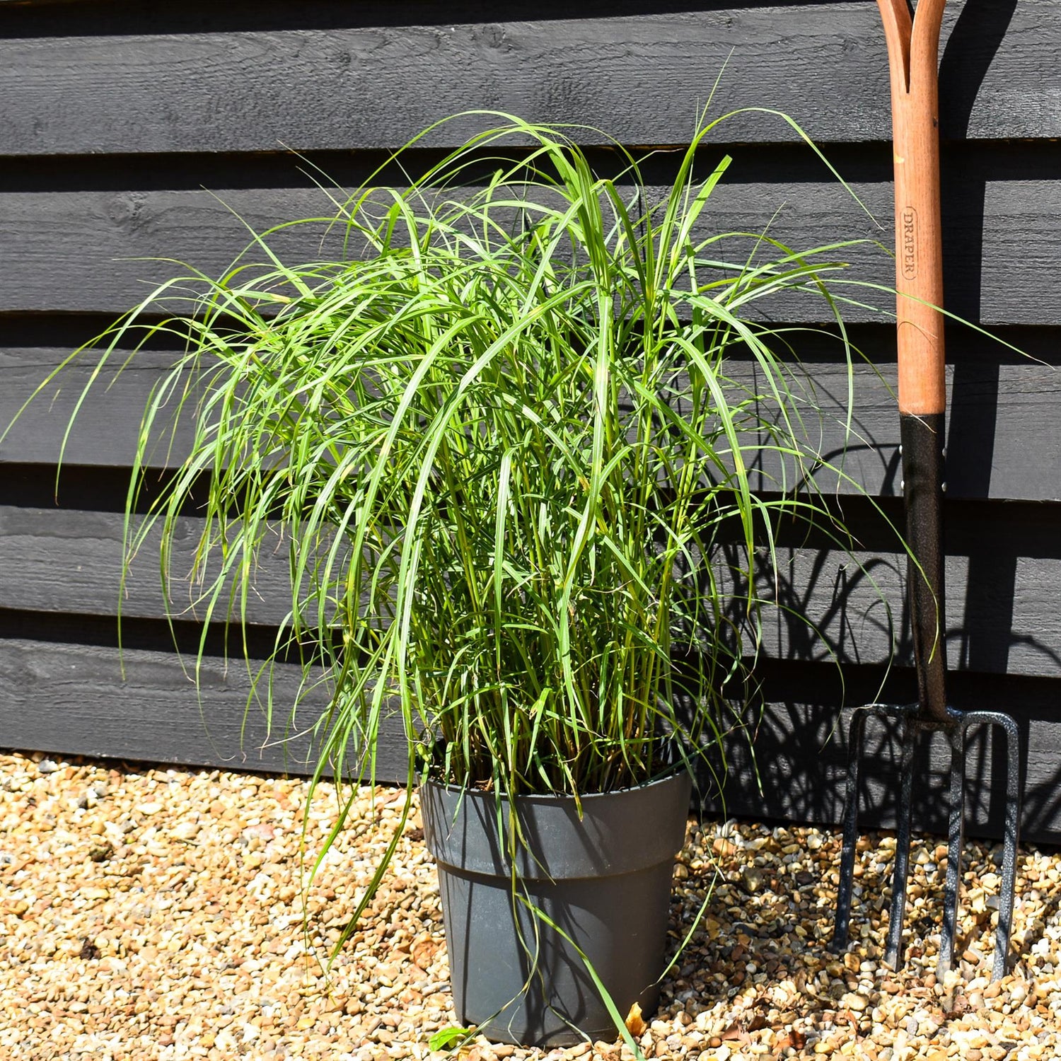 Miscanthus sinensis 'Strictus' - Grass - Herbaceous Perennial - Height 50-60cm - 6.5lt