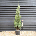 Juniperus scopulorum 'Skyrocket' - Conifer - Height 190-210cm - 35lt