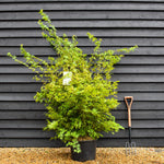 Japanese Maple | Acer palmatum - Very Bushy - Height 100-130cm - 35lt