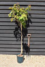 Prunus Tai Haku | Great White Cherry - Height 160-200cm - 12lt