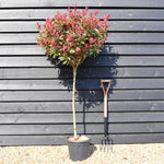 Photinia Robusta Compacta | Red-Leaf Photinia - Clear Stem - Height 170cm -15lt