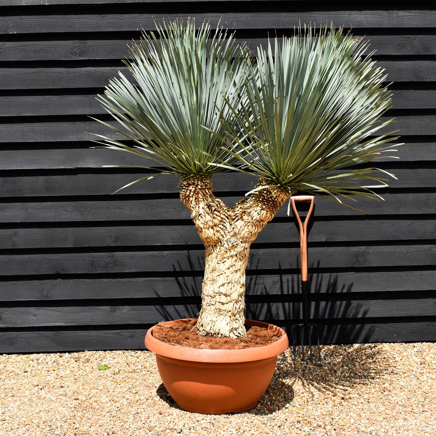 Yucca rostrata 'Blue Swan' - Multi Stem 65-70cm - Height 150cm - 90lt