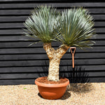 Yucca rostrata 'Blue Swan' - Multi Stem 65-70cm - Height 150cm - 90lt