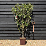 Malus Communis - 'Beleza de Roma' - Apple Tree - Espalier - Height 140-150cm - 15lt