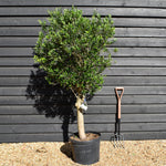 Olive Tree | Olea Europea - Clear Stem - Height 100-150cm - 50lt