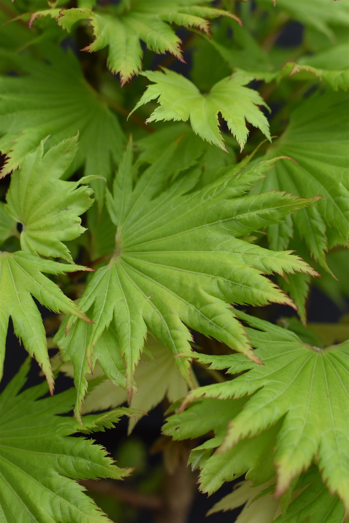 Acer shirasawanum 'Aureum' | Golden Full Moon maple - Narrow Upright - 40-50cm - 4lt