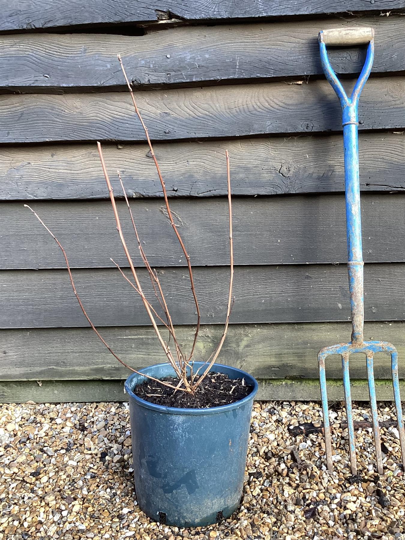 Physocarpus opulifolius 'Diablo' - 60-90cm, 12lt