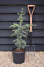 Cedrus libani atlantica 'Saphire Nymph' | Atlas Cedar 'Saphire Nymph' - Height 70-80cm - Width 30-40cm - 8lt