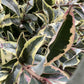 Ligustrum ovalifolium 'Aureum' | Golden Privet Standard, Clear Stem - Girth 20-25cm - 360-400cm - 110lt
